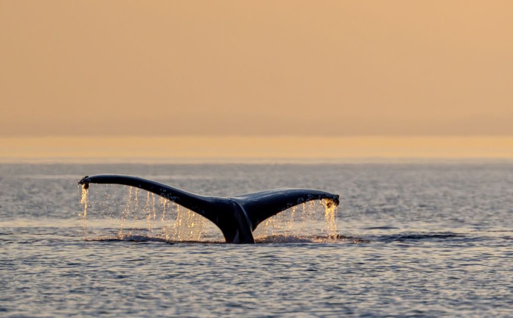 A silhouette of a humpback whale’s tail against a warm sunset sky over a calm ocean.