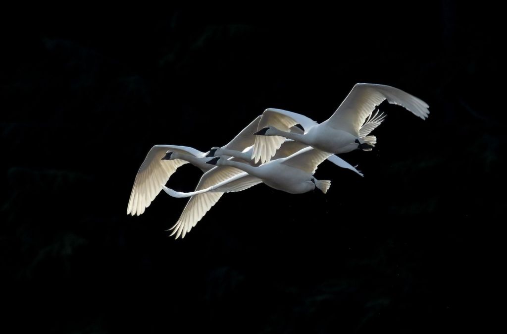 Trumpeter swans flying over a marsh, their white feathers contrasting with the wetland below.