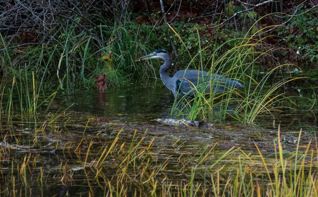 A 32x48” photographic print by Deborah Freeman depicting a serene wetland scene with soft greens and blues.