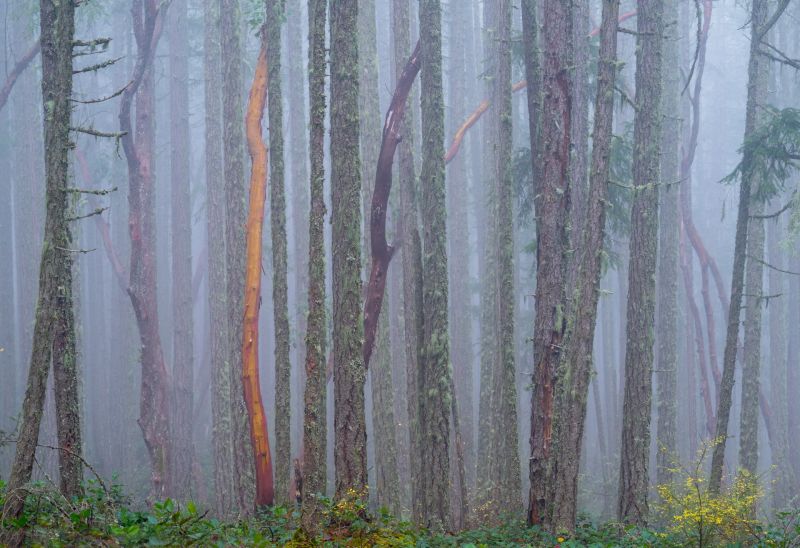 A 24 x 16-inch photographic print depicting a misty forest with soft light filtering through trees, highlighting detailed foliage in muted greens and greys.