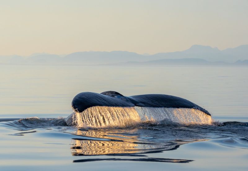 A humpback whale’s tail above a calm ocean, showing intricate textures and reflecting light.