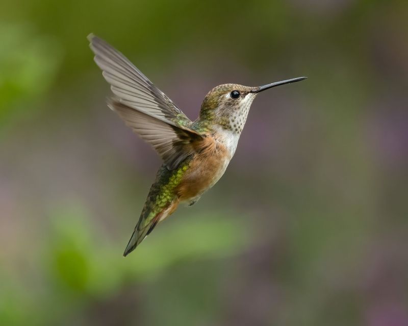 An exquisite image of a rufous hummingbird hovering, with detailed textures and vibrant colours by Deborah Freeman.